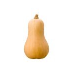 FOURNISSEUR COURGE BUTTERNUT